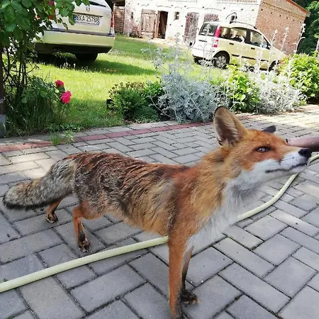 Goscinne Pod Tuja *